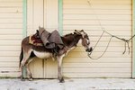 Burro vs. Miniature Donkey