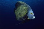 Saltwater Angelfish in the Wild Facts