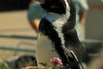 Interesting Humboldt Penguin Facts