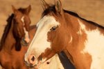 What Is the Wild Horse's Ecosystem?