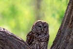What Is the Difference Between a Barn Owl & a Barred Owl?