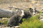 Arctic Foxes & Their Abiotic Needs