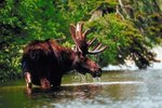 How to Distinguish Between a Cow & a Bull Moose
