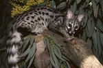 What Do Genets Eat?
