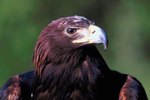 The Differences Between Eagles & Turkey Vultures