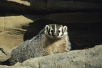 Ecosystem of the American Badger