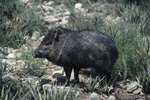 What Is the Difference Between a Pig & a Peccary?