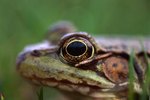 What Is a Frog's Transparent Eyelid Used for?