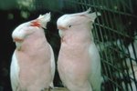 Behavior of the Moluccan Cockatoo