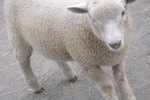 Grooming Sheep