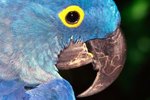 Adaptations of Hyacinth Macaws
