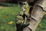 On Average, How Long Do Chameleons Live?