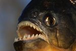 Difference Between Female & Male Red-Bellied Piranhas