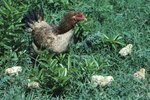 What Bantam Breed Chicks Have Chipmunk Markings?