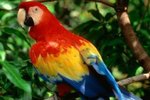 The Eating Habits of Scarlet Macaw Parrots