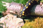 How to Care for a Spotted Salamander