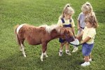 Homemade Horse Snacks