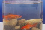 How to Reduce the Odor in a Goldfish Tank