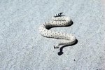 Types of Pit Viper Snakes in the American Southwest