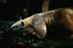 What Kind of Anteaters Live in America?