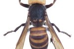 What Does the European Giant Hornet Look Like?