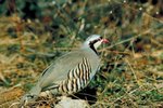How Can I Tell the Sex of a Chukar Partridge?