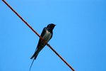 Varieties Of Swallows