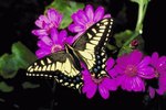 The Meanings of Butterfly Colors