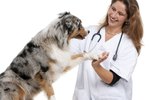 Side Effects of Clavamox in Dogs