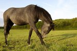 Horse Ointments for Swollen Joints & Pain