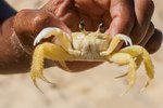 How to Care for Fiddler Crabs