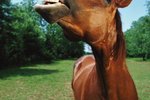 What Are the Causes of Tartar Buildup & Loose Teeth in Horses?