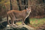 Characteristics of Cougars