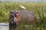 What Is a Hippo's Diet?