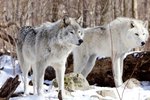 Facts About Tundra Wolves
