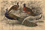 What Is the Difference Between a Peacock & a Pheasant?