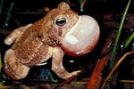 How Does a Toad Protect Itself?