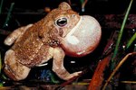 Raising American Toads