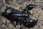 Scorpion Gestation