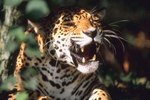 How Do Jaguars Catch Their Food?