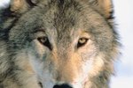 What Is the Appearance of a Gray Wolf?