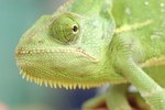 What Is Unusual About a Chameleon's Eyes?