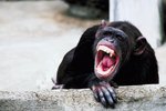 How a Chimpanzee Defends Itself