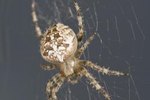 Common Superstitions About Spiders