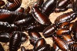 The Characteristics of Roaches