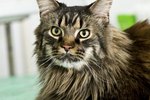 How Much Do Maine Coon Cats Weigh?