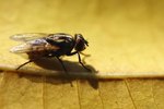 How Does Cold Affect House Flies?