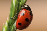 What Are Ladybugs Good for?