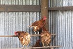 How to Build a Chicken Roost or Roosting Rod