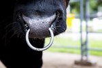 Why Do Bulls Have Rings in Their Noses?